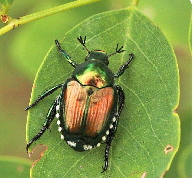 Dettaglio Popillia Japonica